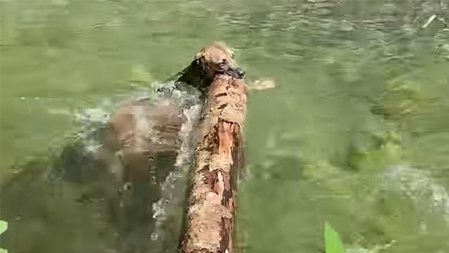 棒じゃ物足りない！？ 丸太が好きすぎる犬さんの遊び方にびっくり！