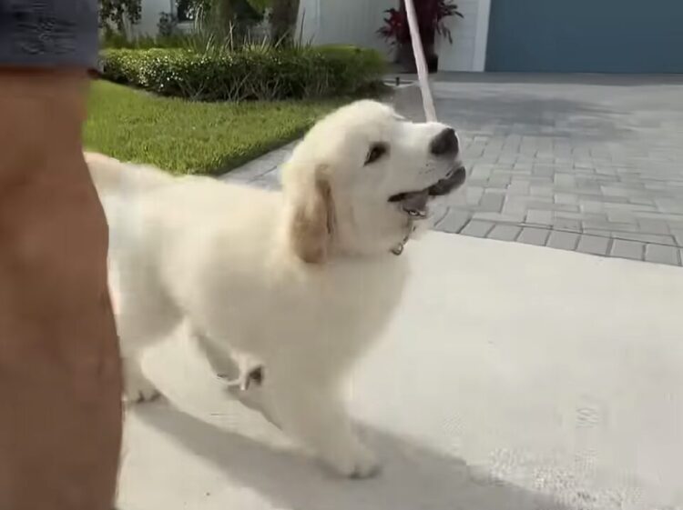 自分でリードも持ってみた！ はじめてのお散歩に張り切る子犬さん