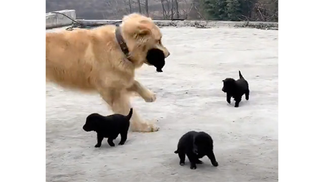 子犬をくわえてダッシュ！  誰よりも大はしゃぎなゴールデンさん