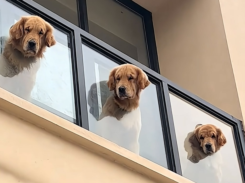 外が見たい犬さんのための特等席！ 仲良く並ぶ姿が可愛らしい