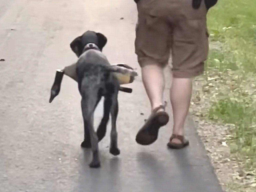 「一緒に帰ろう」飼い主さんに歩調を合わせる犬さんの優しさにきゅん