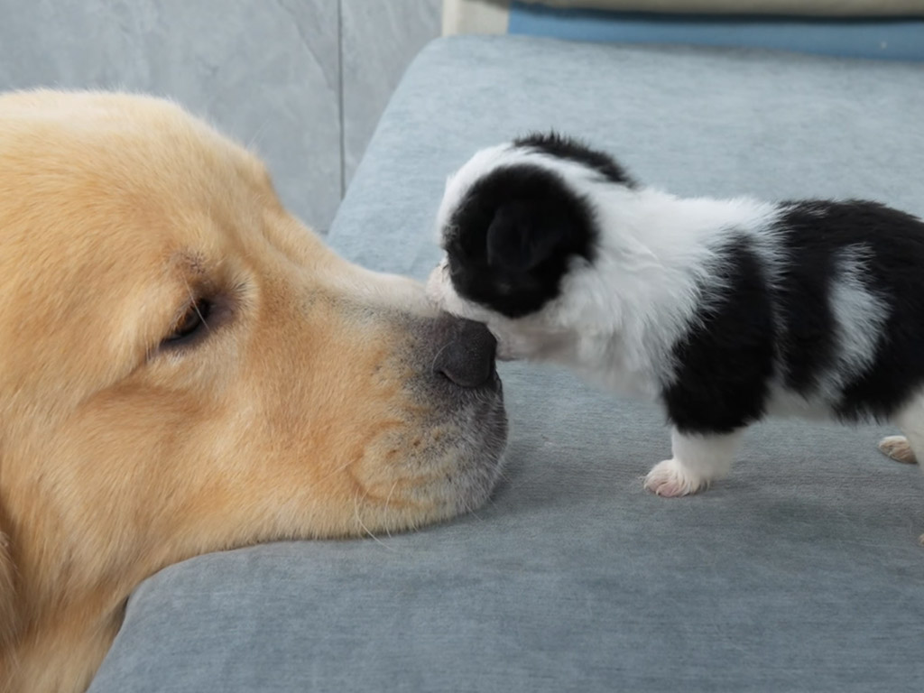 子犬に噛まれても、踏まれても… それでも怒らない優しい先輩犬さん