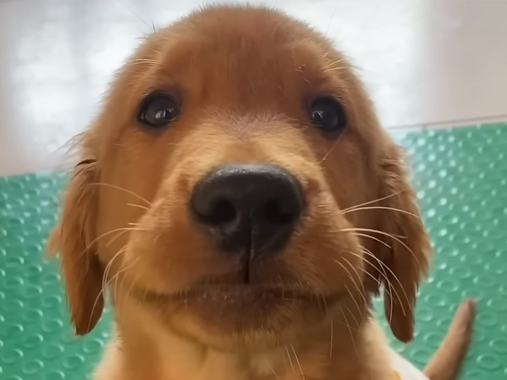 「ママ」って呼んでる！？  甘えたい子犬のひと声が可愛すぎる