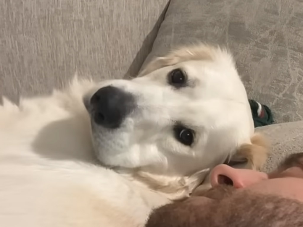 ソファで寝ていた犬さんが、飼い主の呼びかけに甘えんぼ全開モードに！