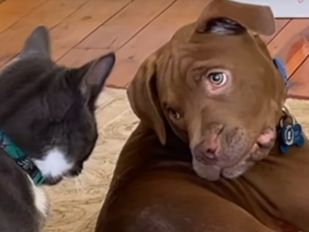 今日も猫の抱きつき攻撃！犬さんの穏やかな対応にほっこり
