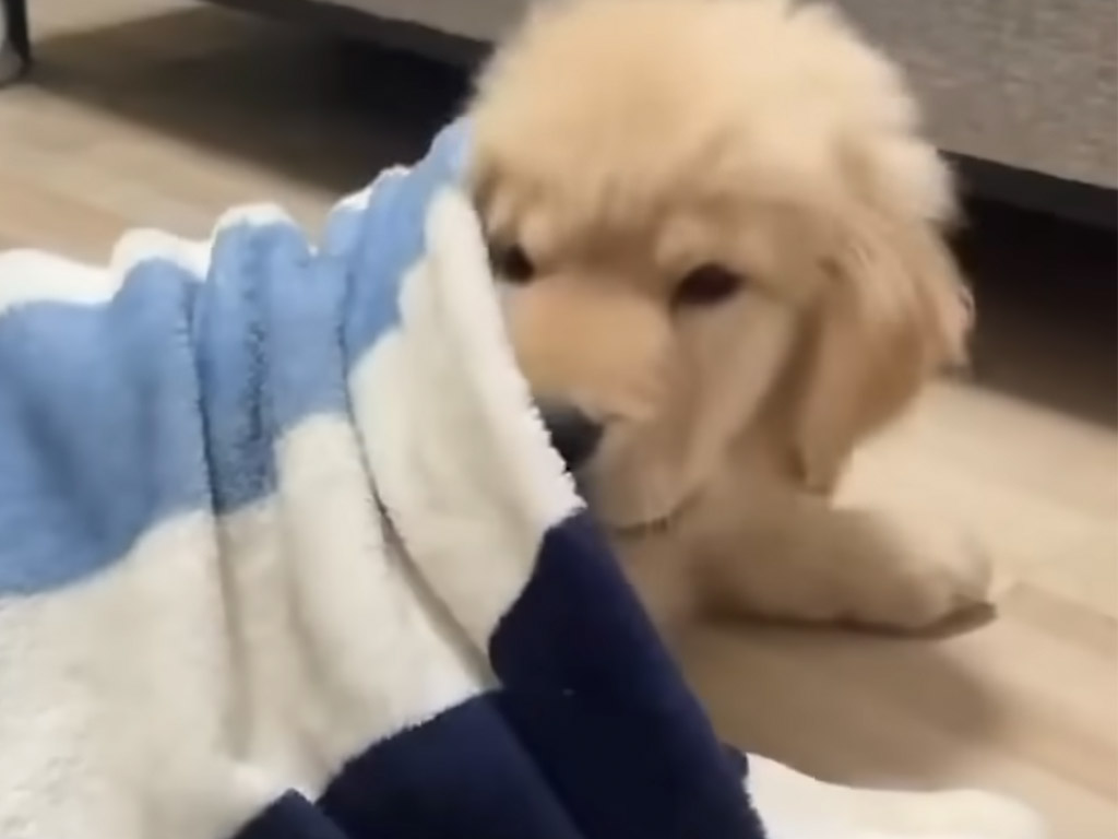 「まだ寝るの〜！」毛布を離さない子犬さんの姿が人間そっくり