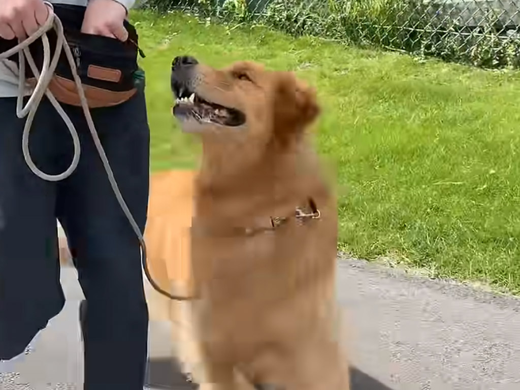 飼い主さんとの散歩が楽しすぎて、スキップしちゃう犬さんが可愛い
