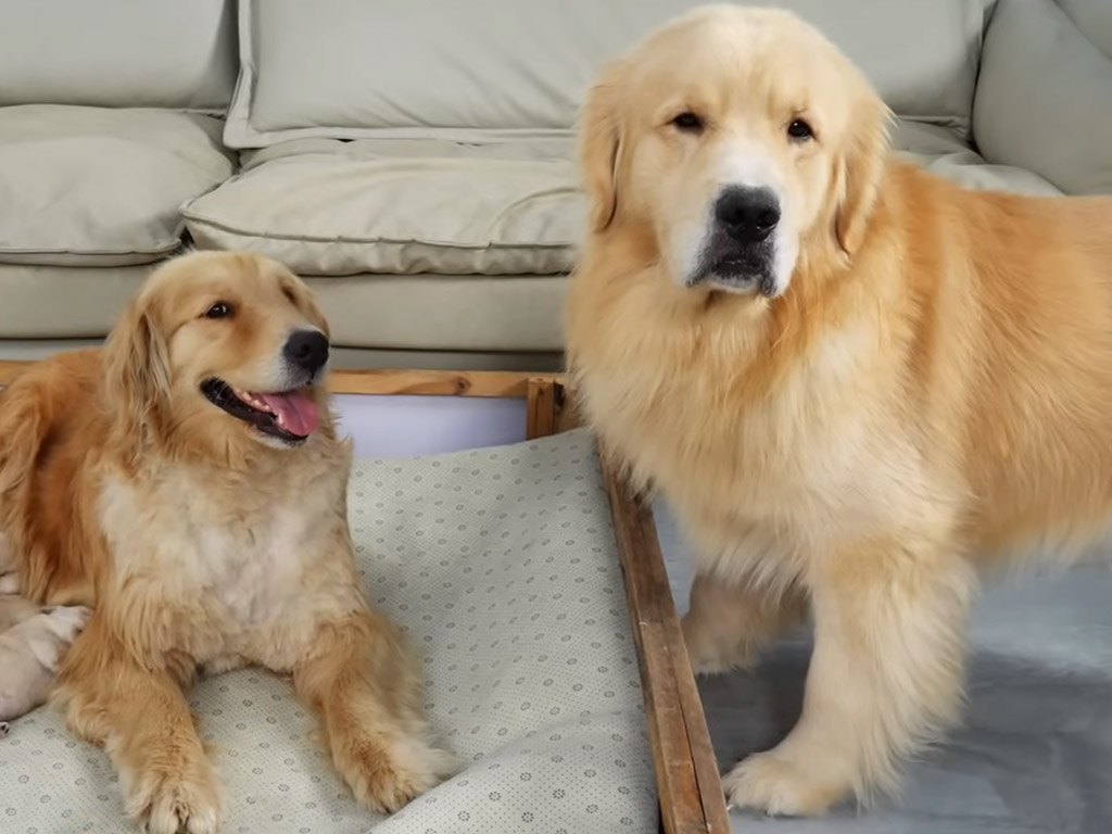 子犬もいっしょに家族で眠れると思ったパパ犬、ママの反応にシュンとなる瞬間