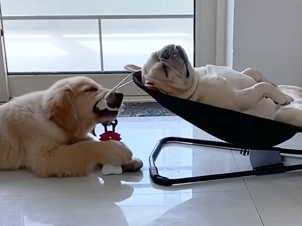 ゆらゆら心地いいね！ バウンサーを使いこなす可愛い犬さん