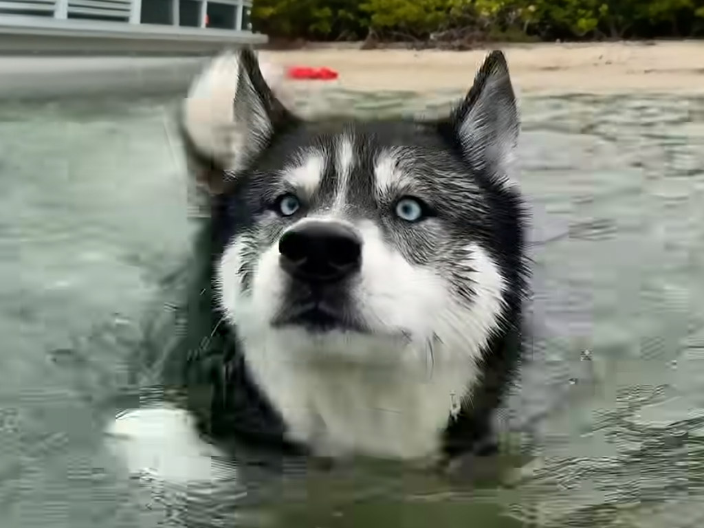 海は大好き！ でもシャワーは全力拒否な犬の可愛いギャップ