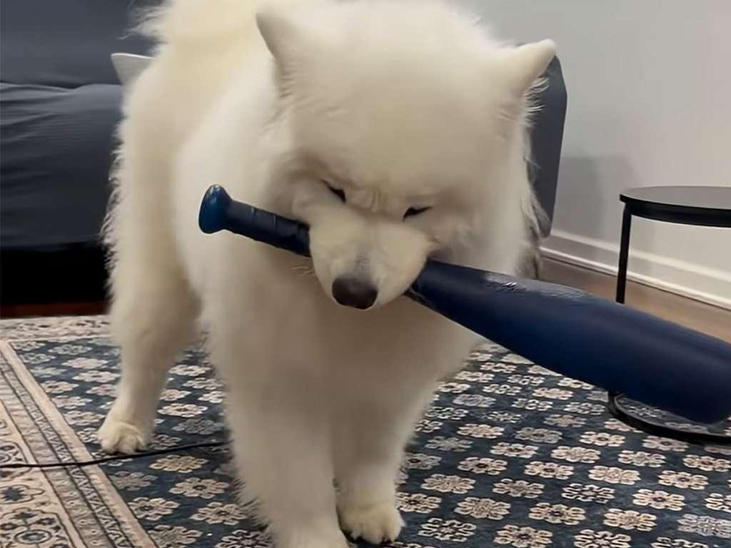 犬界のスラッガー誕生？ バットをくわえて堂々ポーズを決めるサモエド犬さん