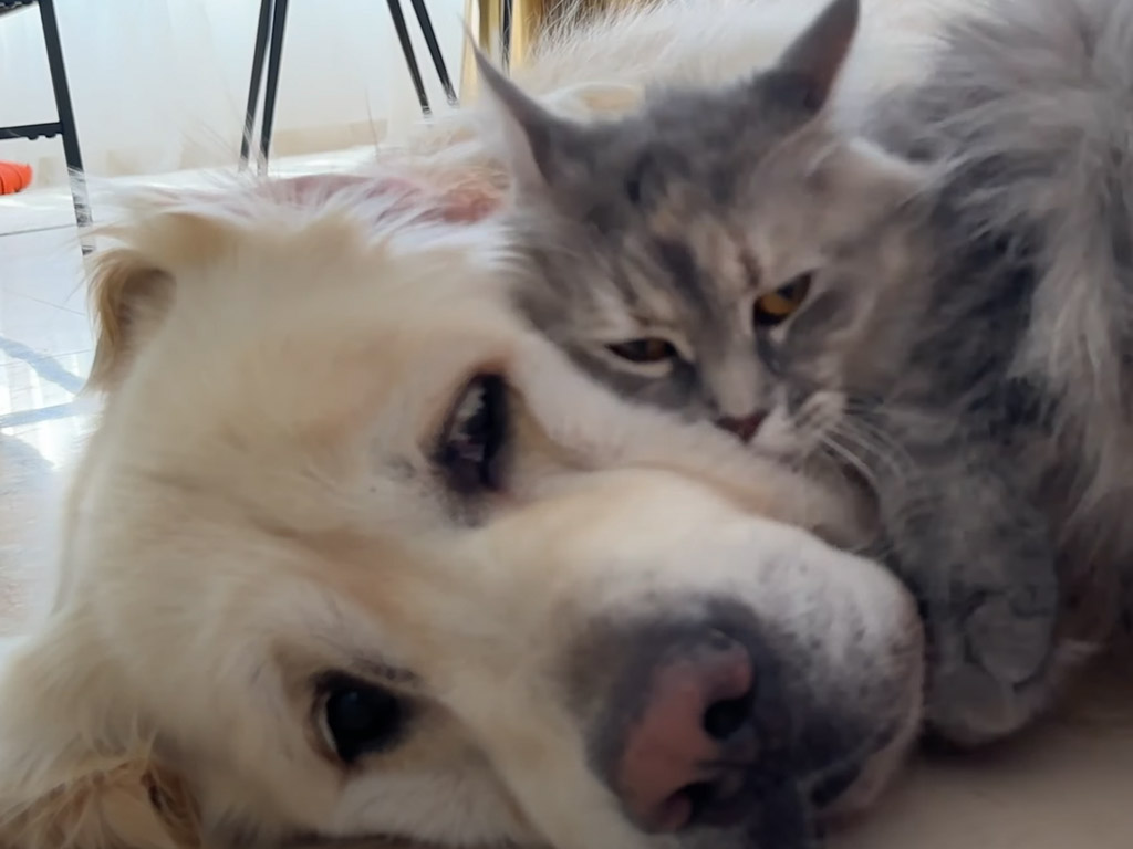 「はいはい、どうぞ…」抱きつきゴロン攻撃！ 猫の愛情を静かに受け止める犬さんが優しすぎる