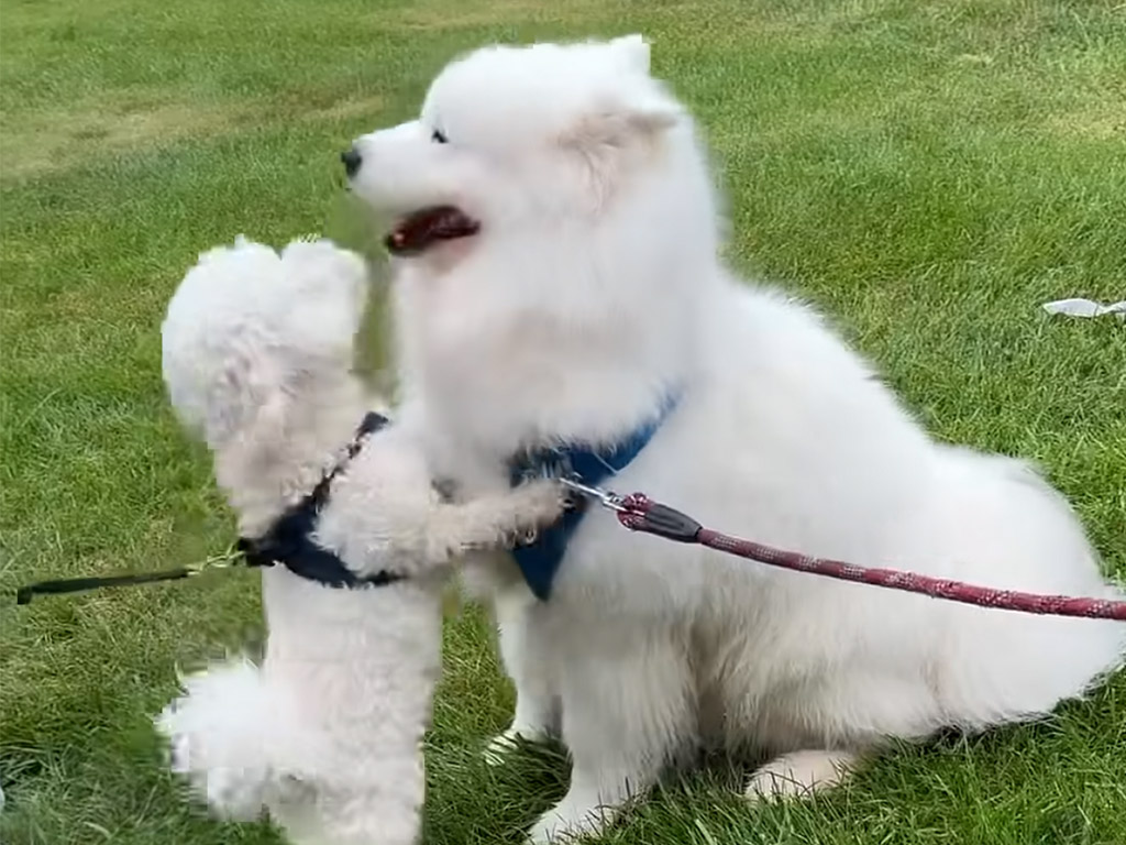 おやつに夢中なサモエドとあいさつしたい犬さんの温度差が微笑ましい