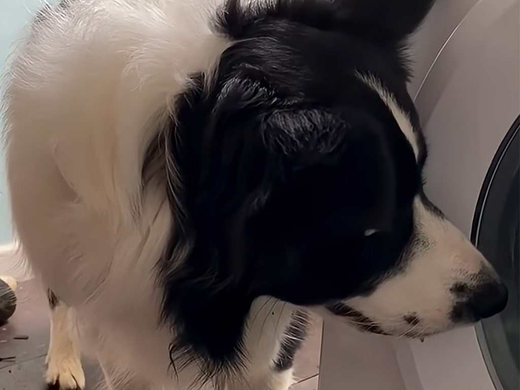 「僕のおもちゃが…！」洗濯機を見つめる犬さんの切ない表情