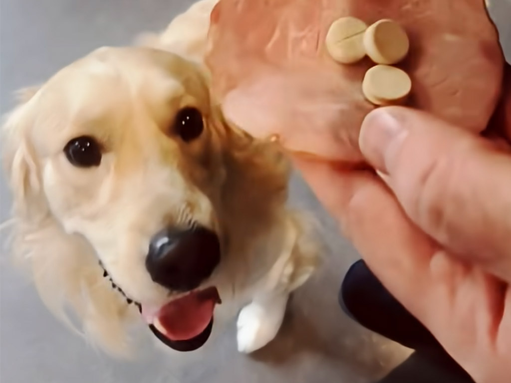 こっそりお薬を飲ませたい飼い主さん、愛犬の賢さにびっくりしちゃった！