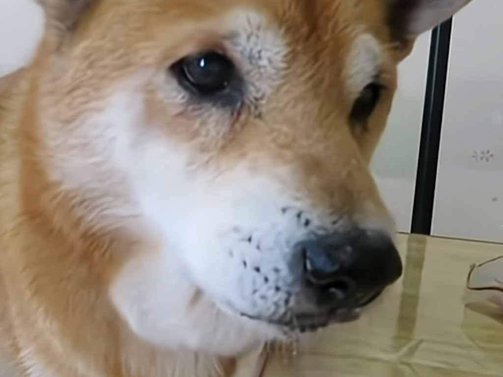 「氷食べたらこうなりました」柴犬さんの人間味がありすぎるリアクション！