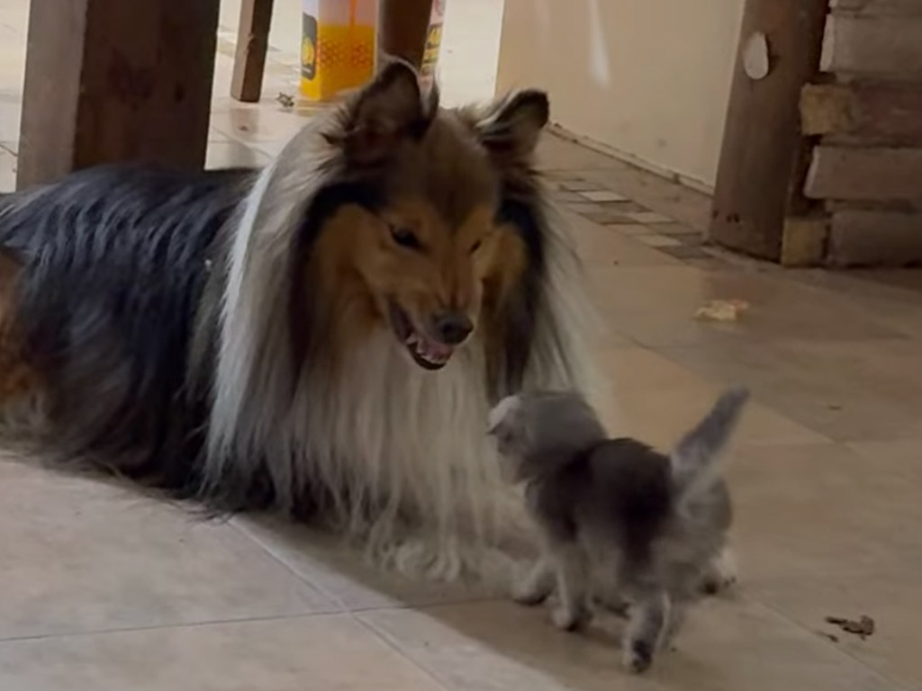 「うちの子猫、いじめてないよね？」親猫さんの登場に固まる犬さんの表情が面白すぎる