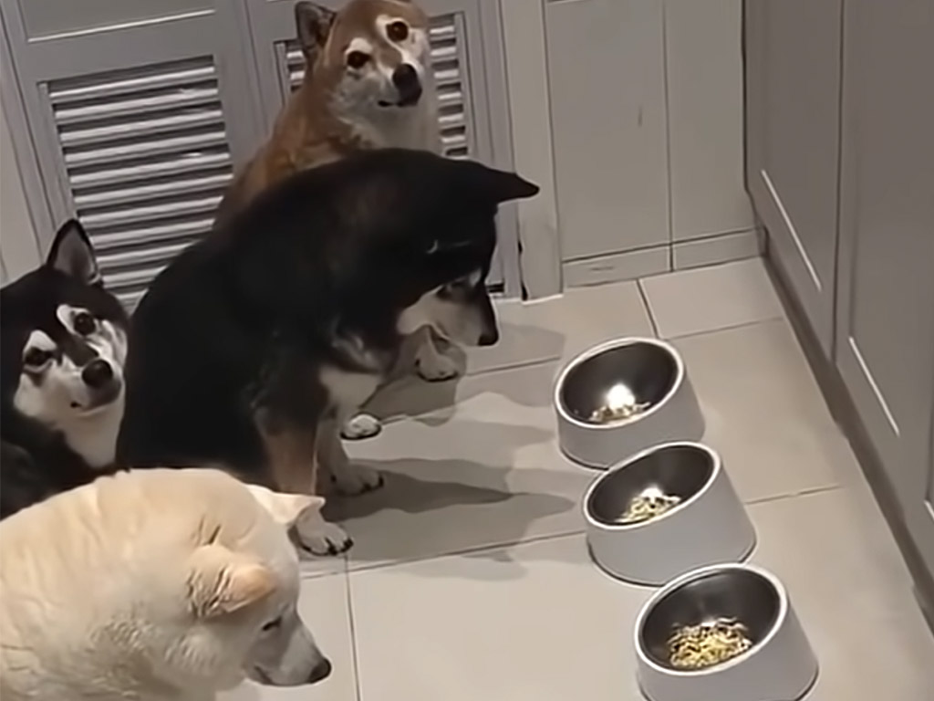 「みんなで一緒に」が合言葉！ 仲間が揃うまでゴハンを待つ犬たちの姿