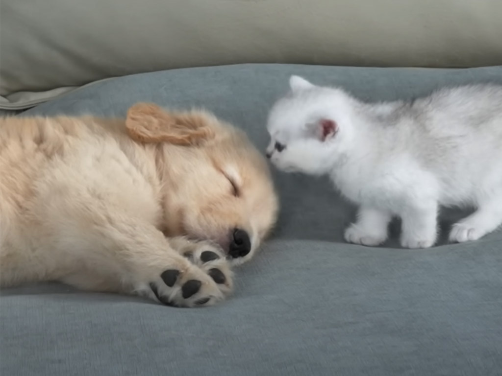 寝ている子犬に興味津々！ 子猫の慎重なごあいさつが可愛い