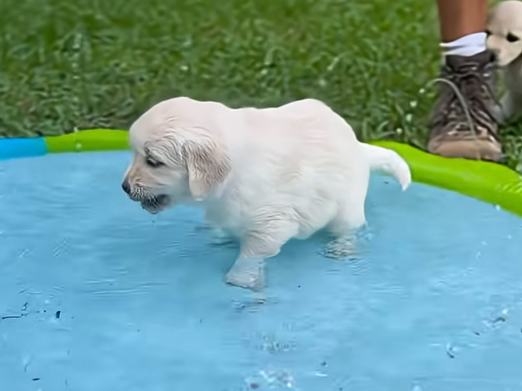 水しぶきに大興奮？ ちょっぴり怖い？ スプラッシュパッド初体験の子犬さんの反応は…