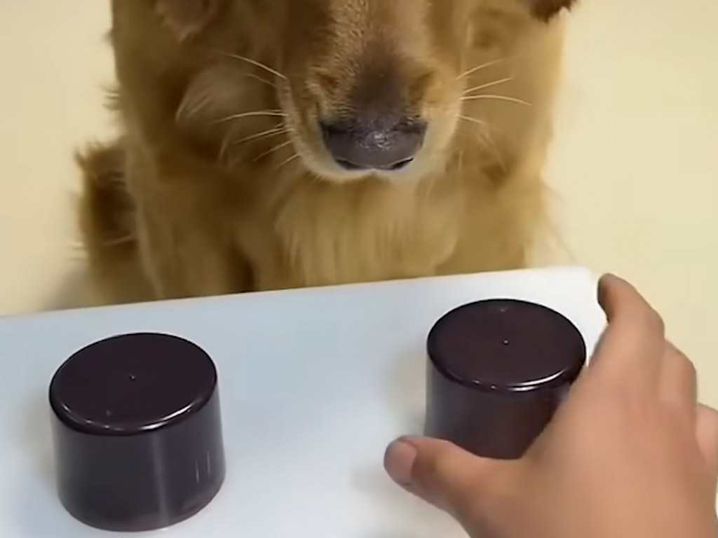 カップゲームに挑戦した犬さん、選択に後悔している表情が話題に！