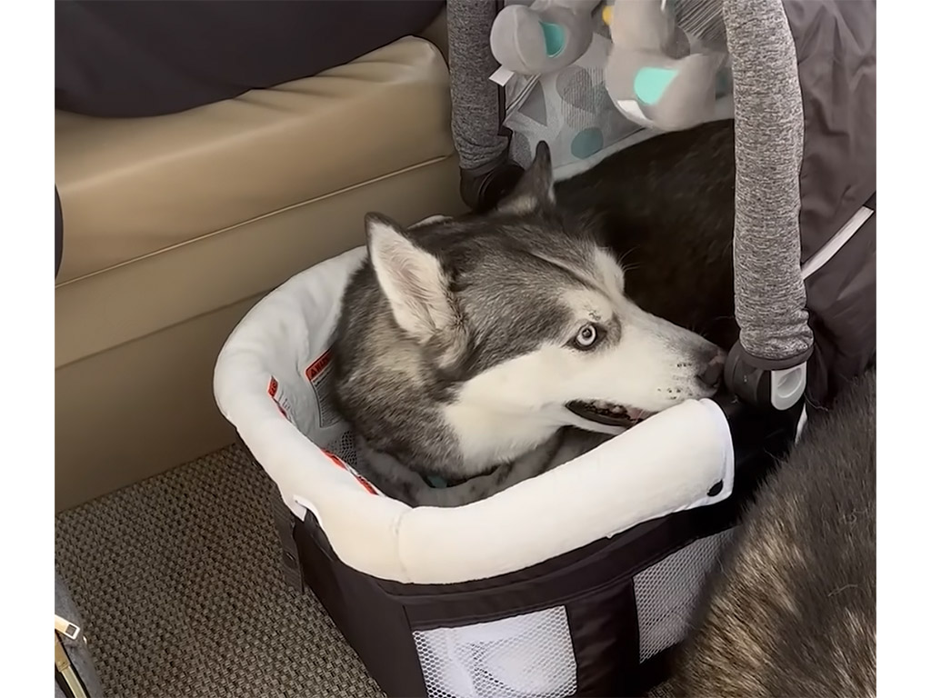 「ここ使ってみたかったの！」ハスキー犬が赤ちゃんポジションを死守
