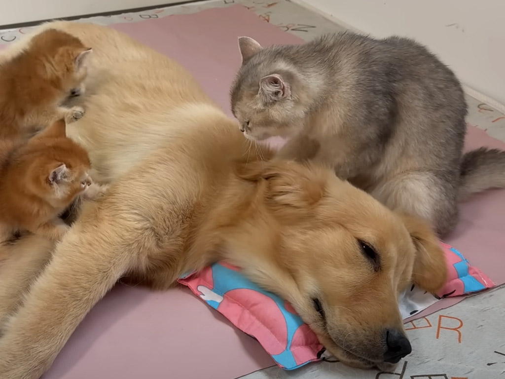 捨て犬だったゴールデンレトリバーさん、いまは猫たちに囲まれて幸せそう♡