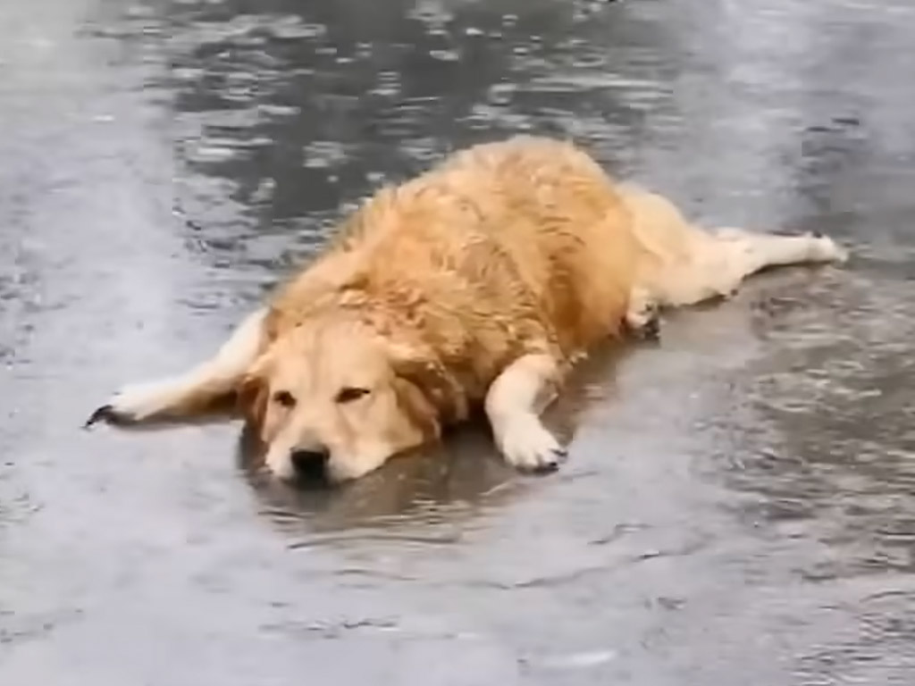 雨が降ってもへっちゃら！ 水たまりでごきげんになる犬さん