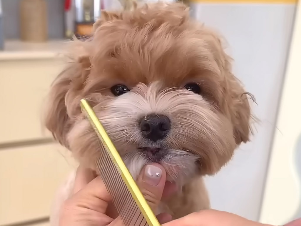 毛で隠れてたお顔が登場！ 小顔になってさらにかわいさ倍増の犬さん