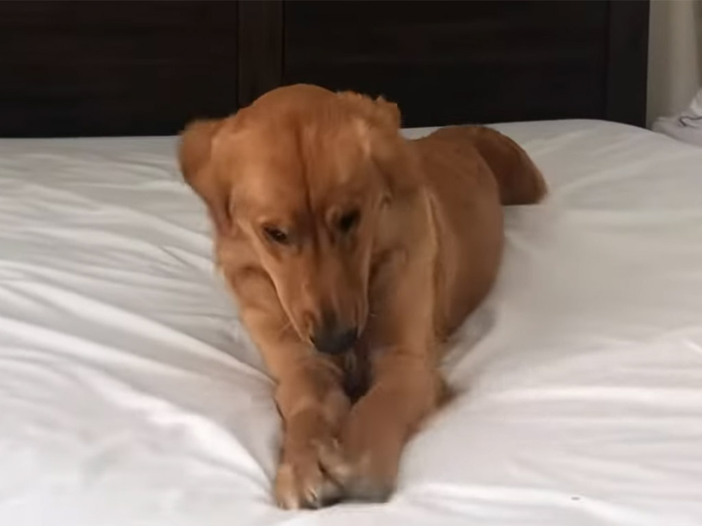 シーツを広げるたびギュッギュ！ 犬さんの大興奮ぶりに飼い主さんも笑顔に