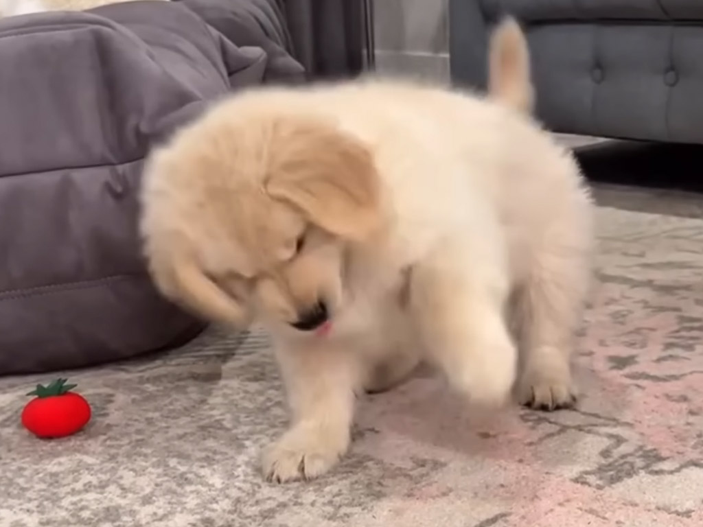 謎の空間攻撃！ ボール遊びで盛り上がる子犬と無関心な先輩犬