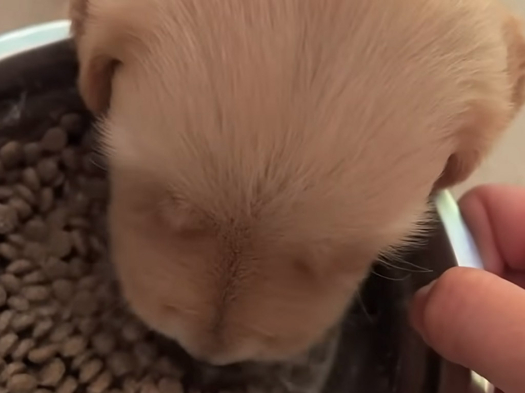 食べるたびに揺れるほっぺがたまらない！子犬さんのもぐもぐシーンに癒される