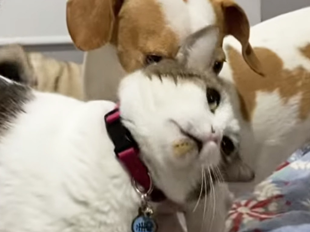さっきまで仲良しだったのに… 突然スイッチが入った猫さんの豹変っぷりに犬さんも困惑！