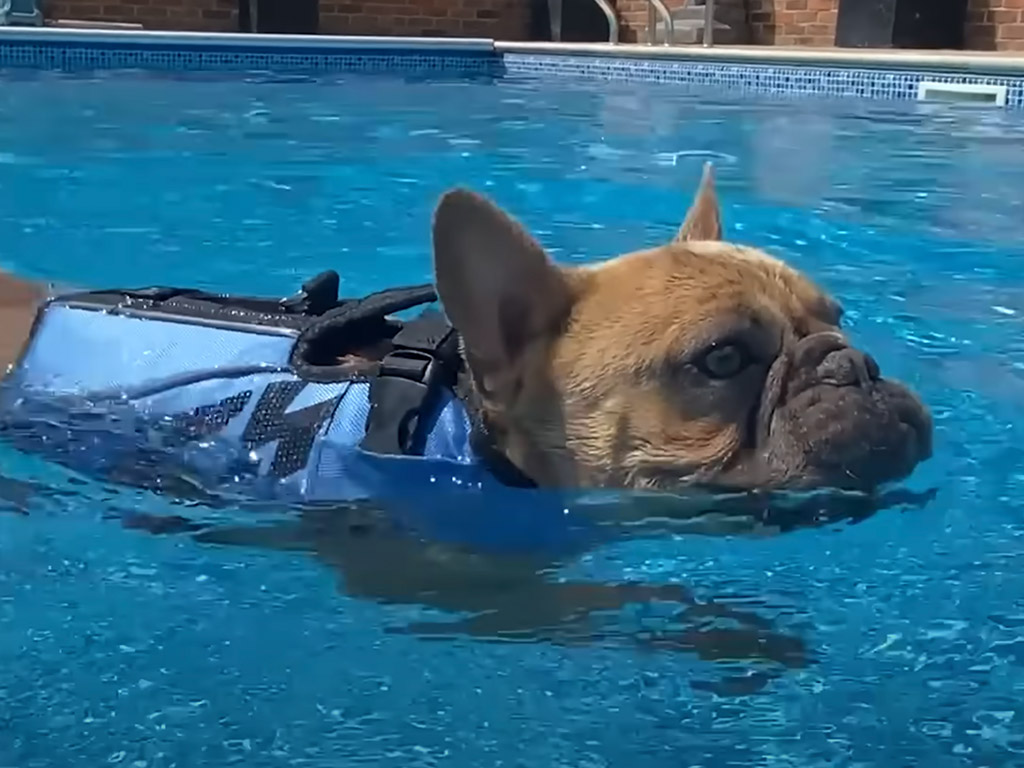 夏はずっと水の中にいたい！ フレンチブルさんが水遊びにどハマり！