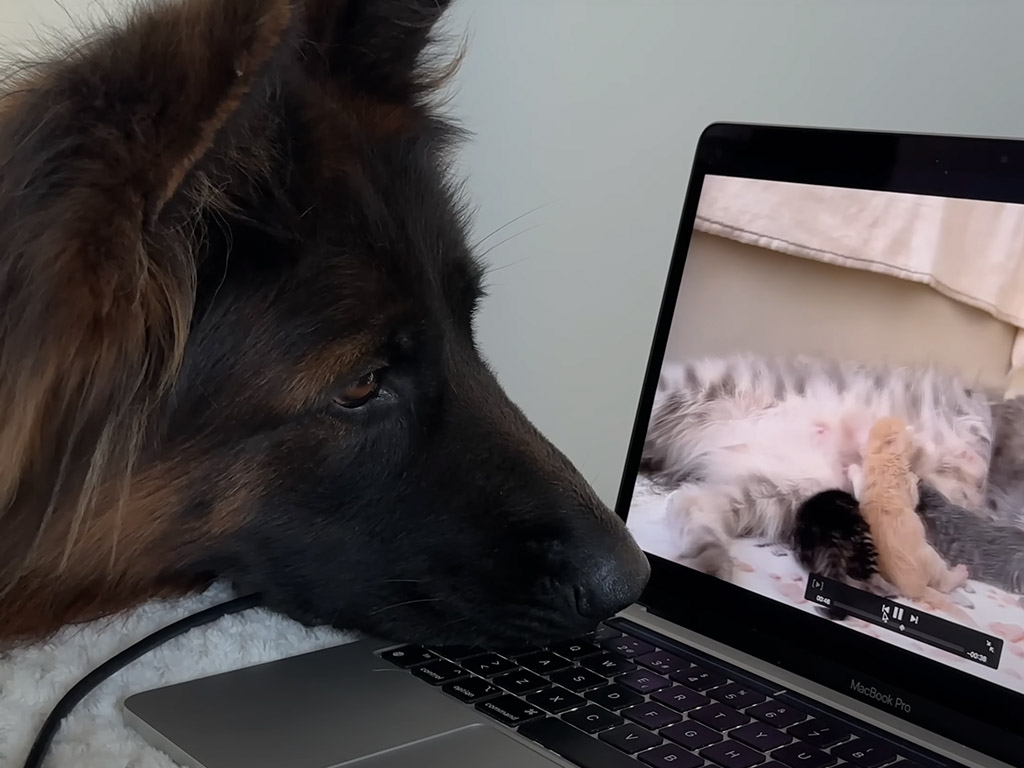 赤ちゃん猫の映像に夢中！「ここから出てくるの？」と待ち続けるシェパードさんの姿