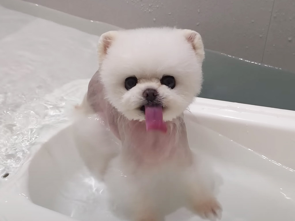 ご褒美プールに大喜びの犬さんと戸惑う犬さん、温度差が可愛い水遊びの光景