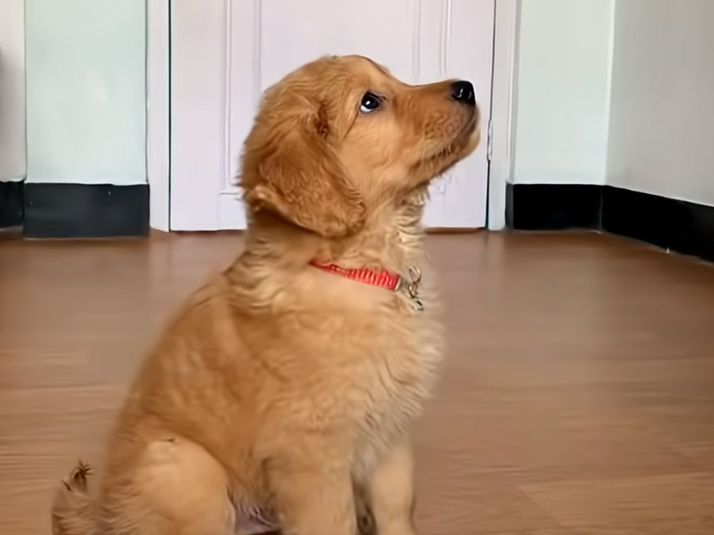 くるんっ、ぴょん！ 子犬さんの元気いっぱいのトレーニング風景に笑顔