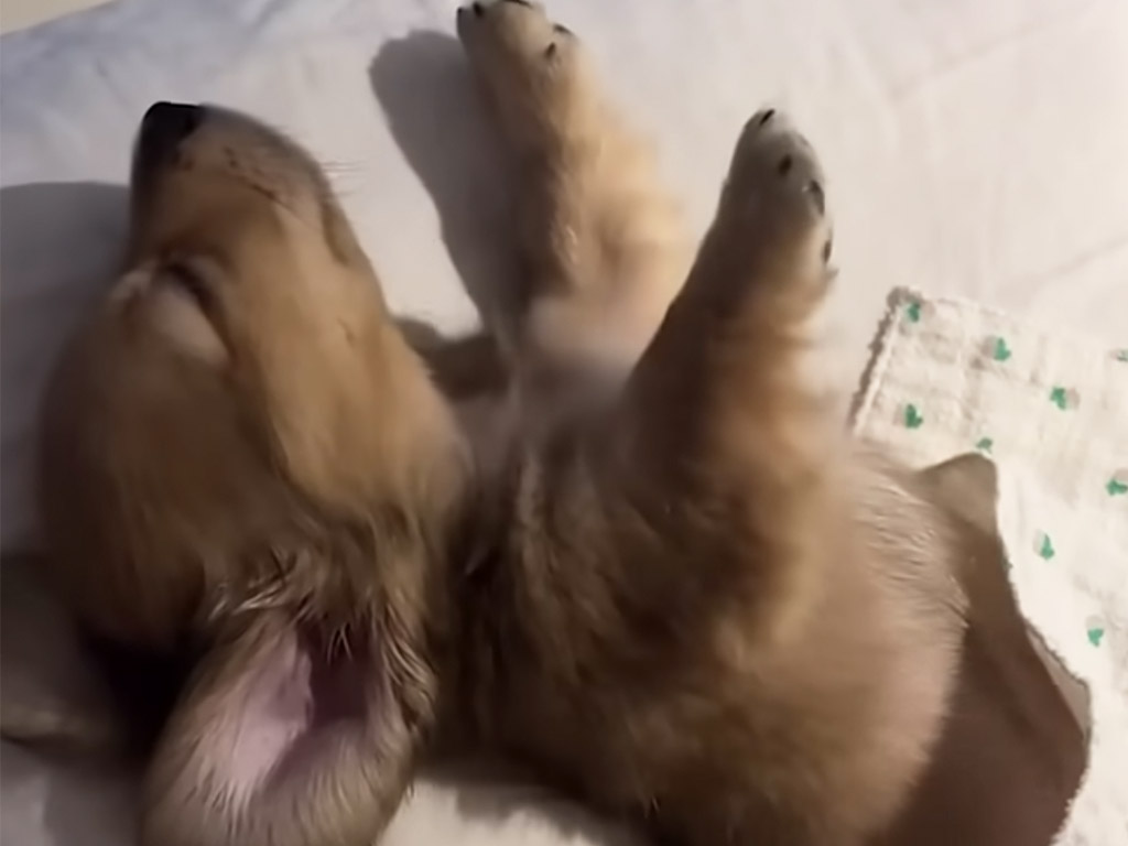 赤ちゃんのように毛布に包まれて眠る子犬さん、安心しきった寝顔に癒される