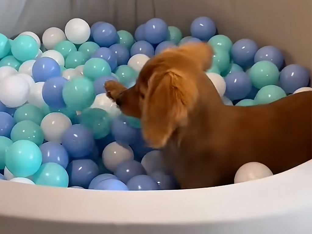 カラフルなボールに飛び込む姿が可愛い♡ プレゼントに大喜びな子犬さん