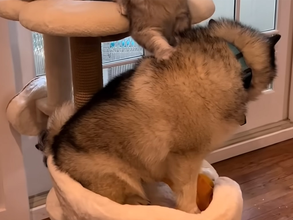 キャットタワーで猫さんと一緒にくつろぐ犬さん、すっかり猫気分に！