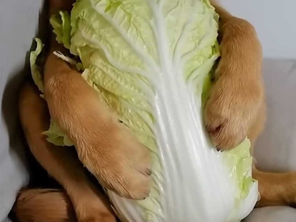 白菜を大事そうに抱えている犬さん、夢中な表情とシャキシャキ音がたまらない！
