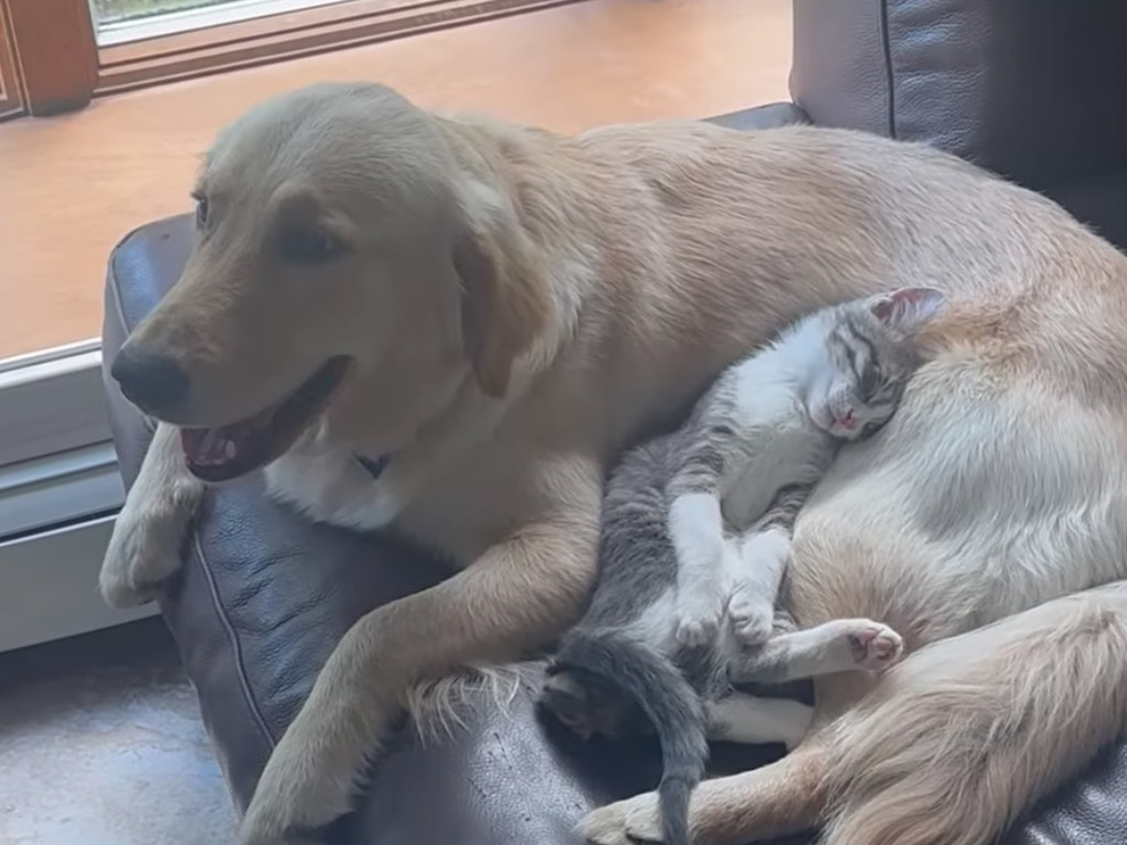 そのベッドいいなぁ〜♡ 子猫が選んだ最高のベッドは犬さんのお腹でした
