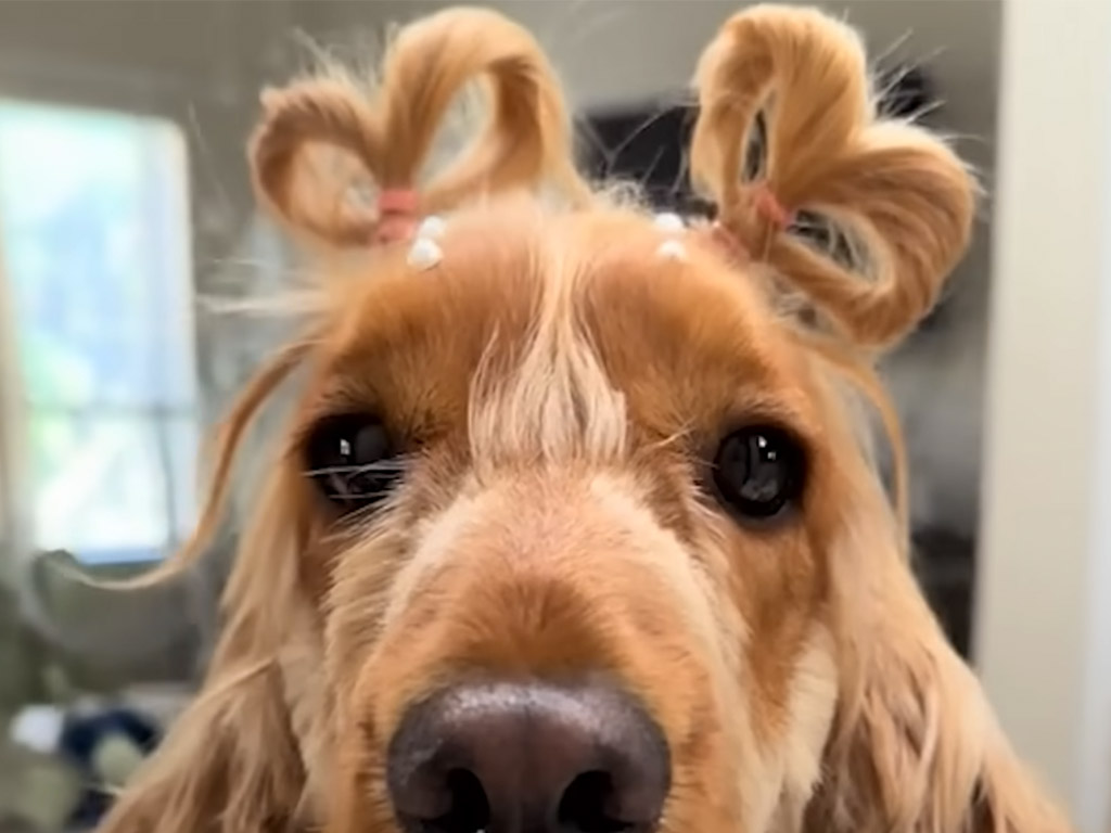 編み込みもお団子も自由自在！ 飼い主さんにおしゃれヘアを作ってもらう犬さん