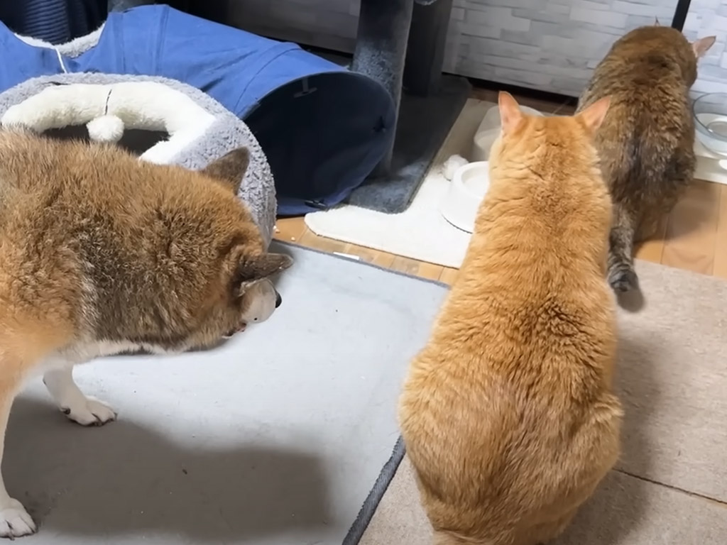 水飲み場が渋滞！ 猫さんに順番を譲るやさしい柴犬さん