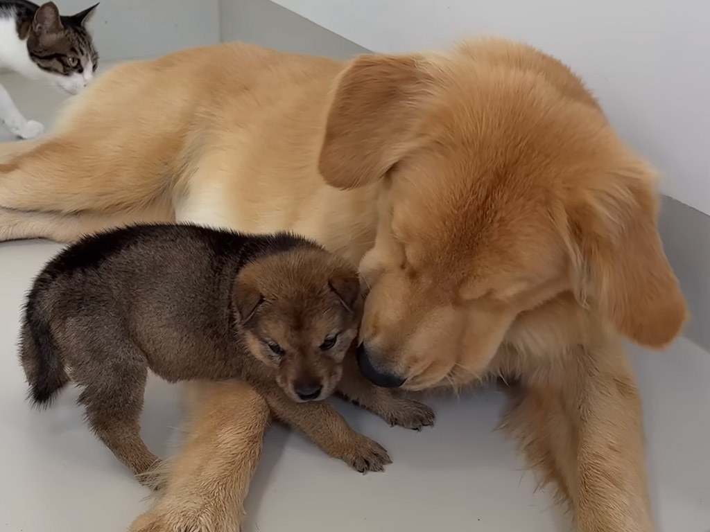 寝起き直後でもこの余裕！ 子犬の無邪気なアピールに応えるゴールデンレトリバーさんの姿