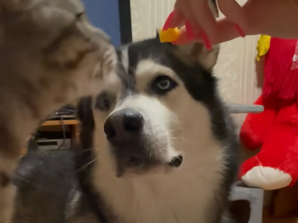 猫がおやつを横取り!?「マジで？」とチラ見する犬さんの表情が面白い