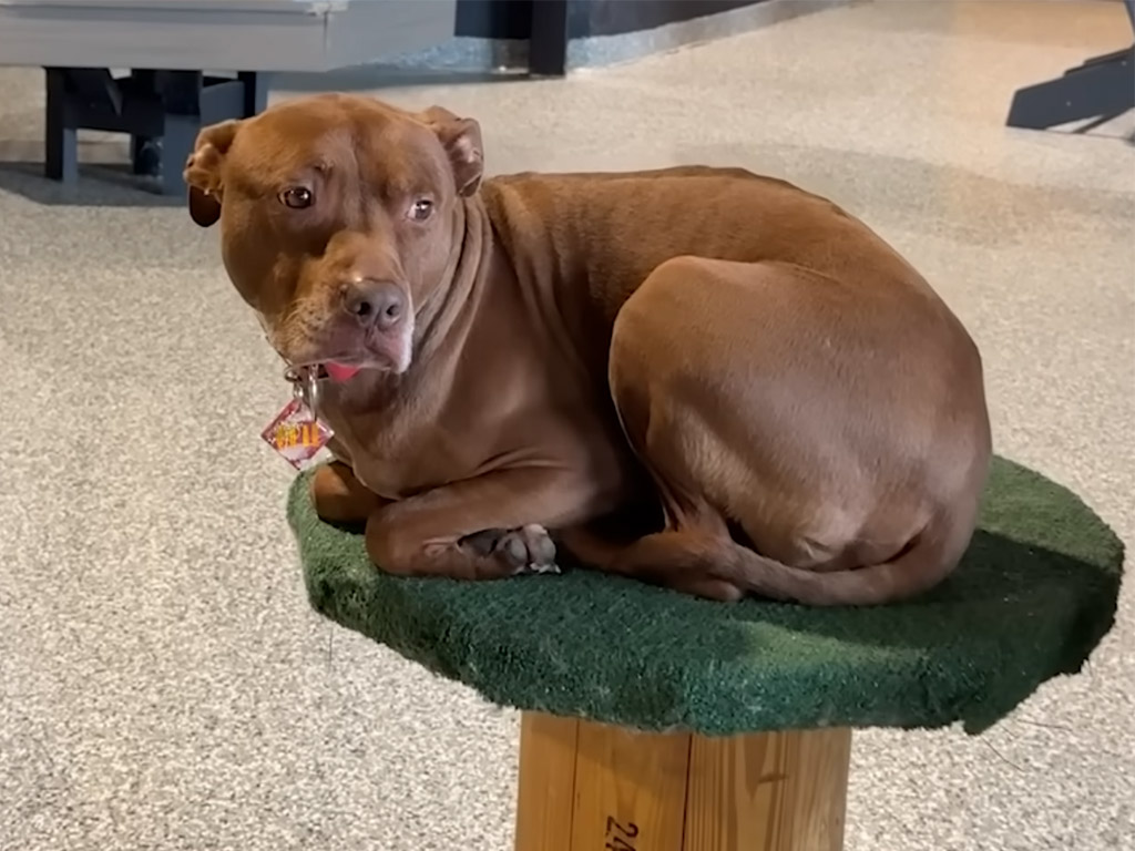 ピットブルなのに香箱座り!? 猫に育てられた犬さんが完全に大型猫化