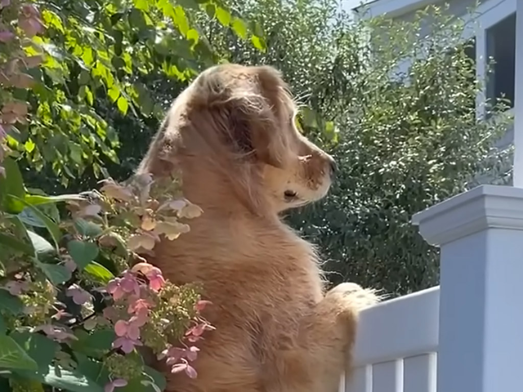 鼻をクンクンが止まらない犬さん、お隣さんから漂う匂いが気になってしょうがない！