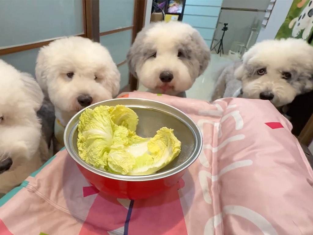 シープードルの子犬さんたちが整列！ 白菜をもらってシャクシャク食べる姿が可愛い