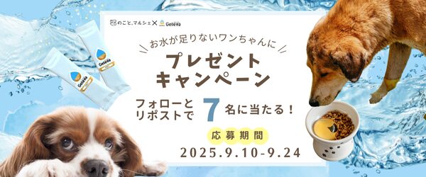 いぬのこと。8周年記念キャンペーン